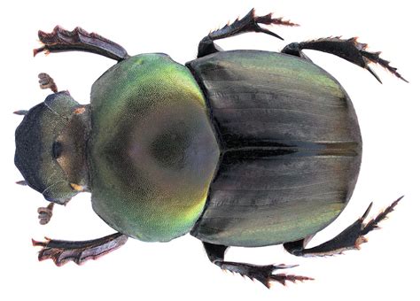 歐亞銅星花金龜|金龜科 Scarabaeidae 